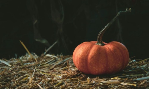 Pumpkin on top of hay