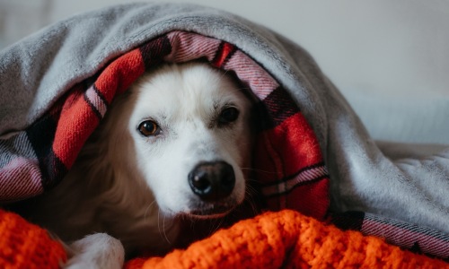 Dog snuggling under blankets