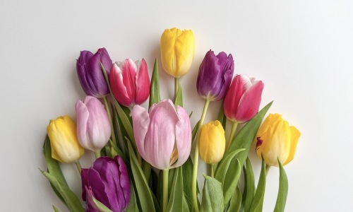 Bouquet of Tulips